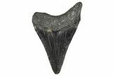 Juvenile Megalodon Tooth - South Carolina #370094-1